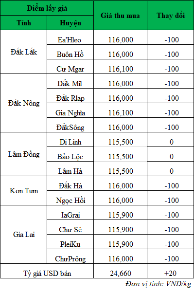 Giá cà phê hôm nay, giá cà phê trong nước ngày 8/10/2024