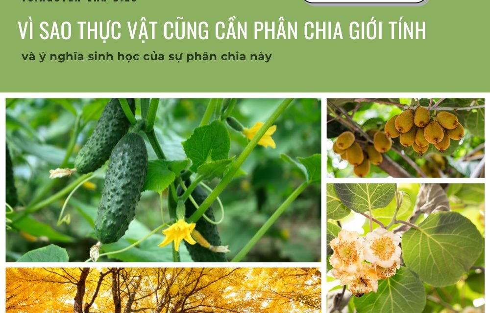 gioi-tinh-thuc-vat-4