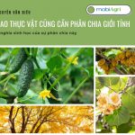 gioi-tinh-thuc-vat-4