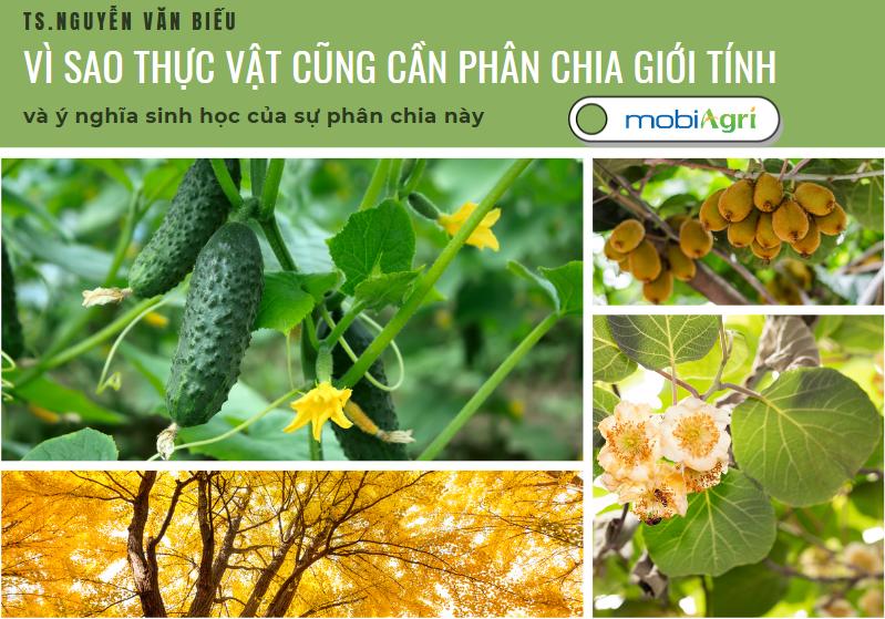 gioi-tinh-thuc-vat-6