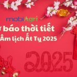 thoi-tiet-tet-am-lich-2025 (1)