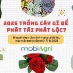 2025 trồng cây gì để phát tài phát lộc