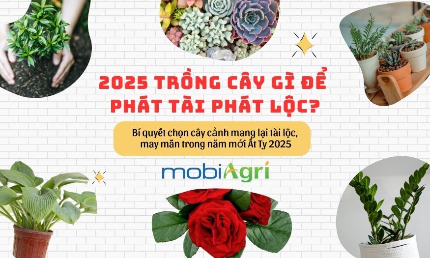 2025 trồng cây gì để phát tài phát lộc