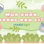 mua-xuan-trong-rau-gi