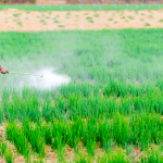 nhung-sai-lam-cham-soc-cay-trong-sau-tet