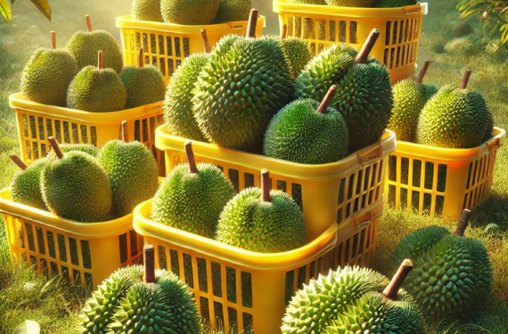 Gia-sau-rieng-hom-nay-20-5-2025