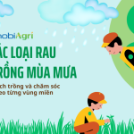 Cac-loai-rau-trong-mua-mua-4