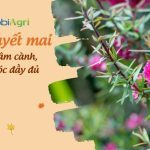 cach-cham-soc-cay-tung-tuyet-mai-1
