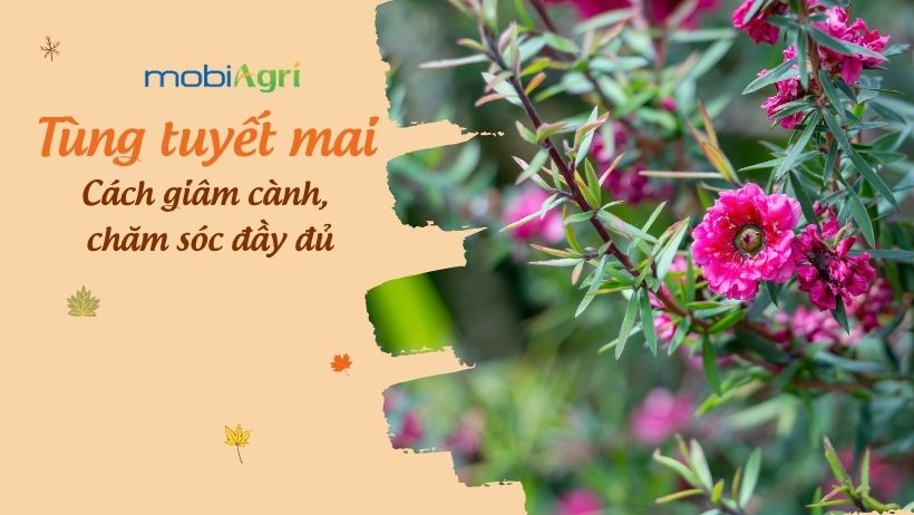 cach-cham-soc-cay-tung-tuyet-mai-1