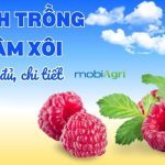 cach-trong-mam-xoi-5