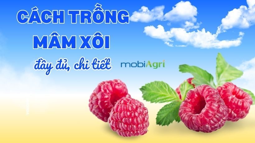 cach-trong-mam-xoi-5
