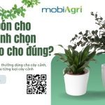 phan-bon-cho-cay-canh