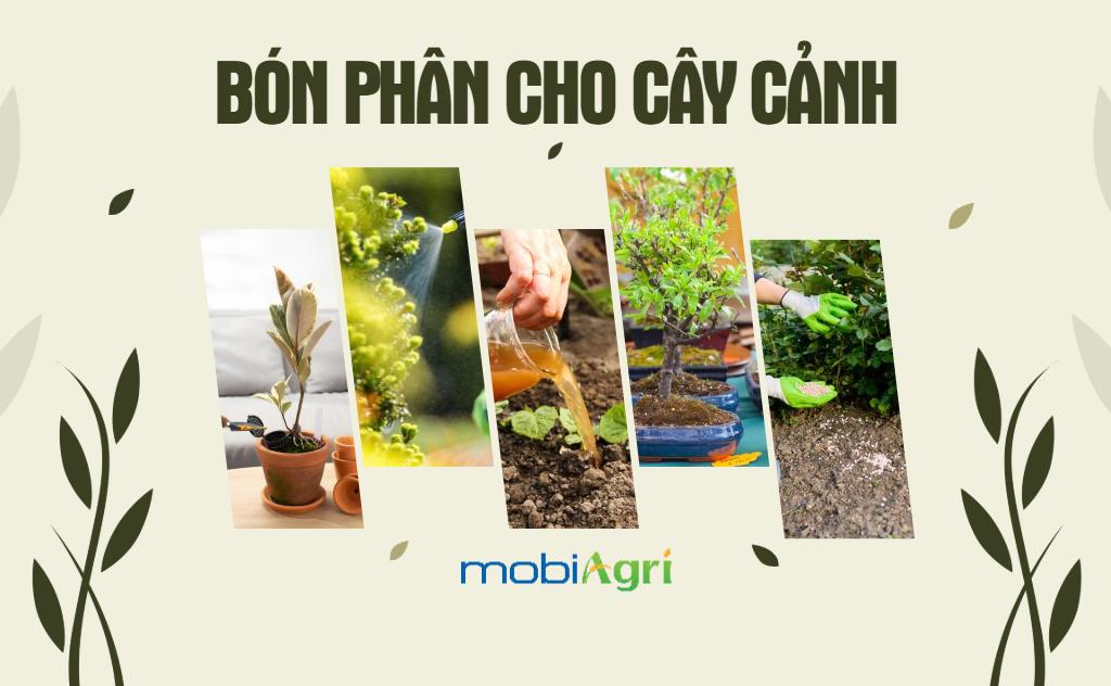 phan-bon-cho-cay-canh-2