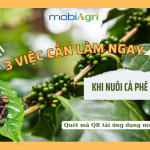 ca-phe-dang-nuoi-qua-2
