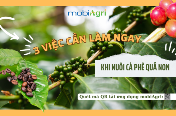ca-phe-dang-nuoi-qua-2