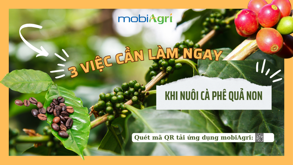 ca-phe-dang-nuoi-qua-2