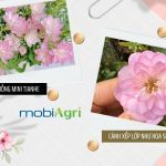 Cach-trong-hoa-hong-mini-Tianhe-Lotus-Star-1