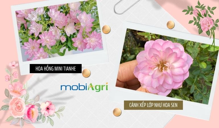 Cach-trong-hoa-hong-mini-Tianhe-Lotus-Star-1
