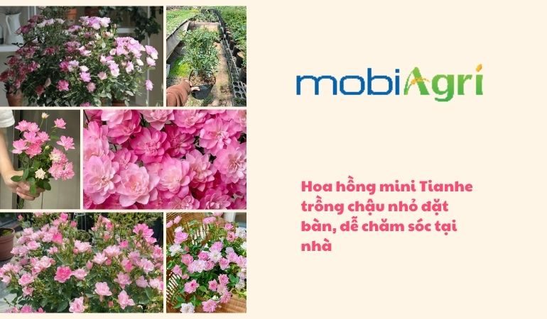 Cach-trong-hoa-hong-mini-Tianhe-Lotus-Star-2