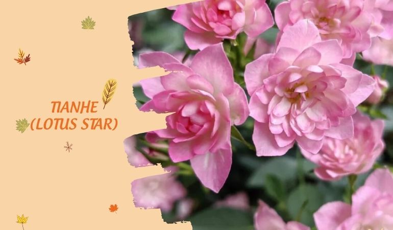Cach-trong-hoa-hong-mini-Tianhe-Lotus-Star-3