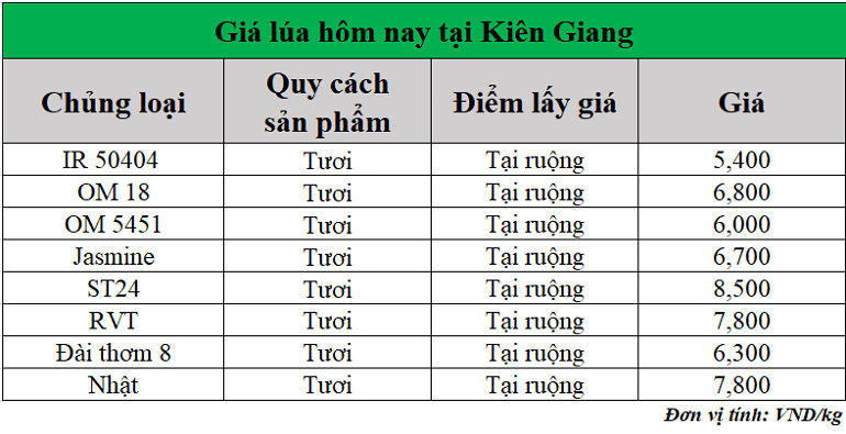 Gia-lua-hom-nay-ngay-13-6-2025