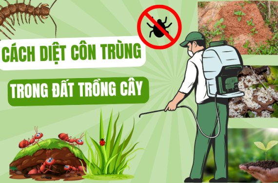 cach-diet-con-trung-trong-dat-trong-cay-1