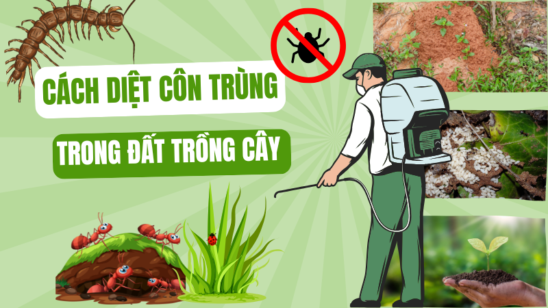 cach-diet-con-trung-trong-dat-trong-cay-1