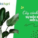 cay-canh-la-to-1