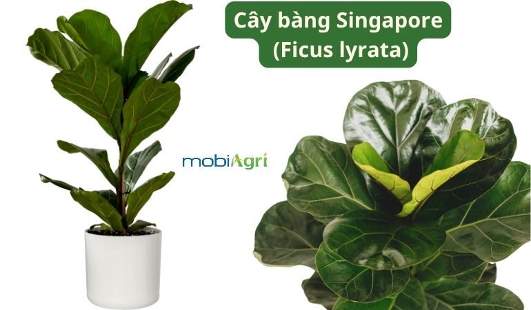 cay-canh-la-to-3