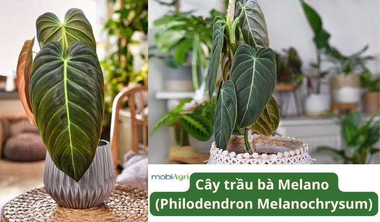 cay-canh-la-to-4