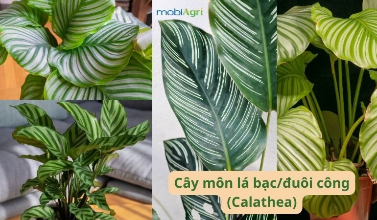 cay-canh-la-to-5