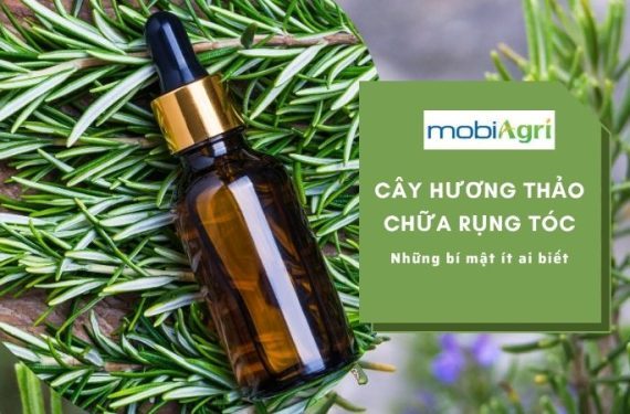 cay-huong-thao-chua-rung-toc-1