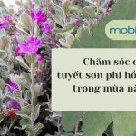 cham-soc-cay-tuyet-son-phi-hong-1