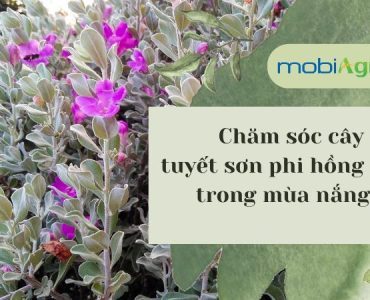 cham-soc-cay-tuyet-son-phi-hong-1