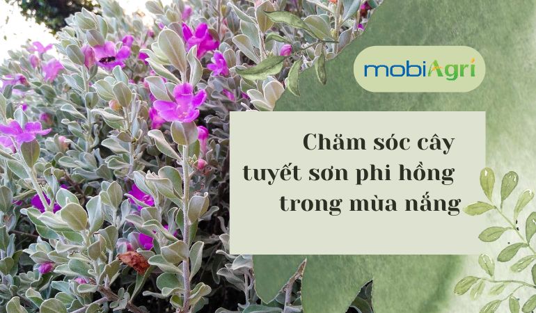 cham-soc-cay-tuyet-son-phi-hong-1