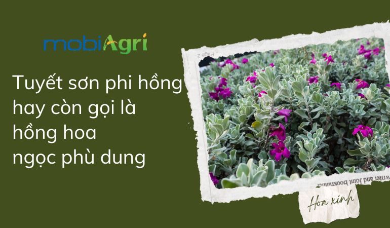 cham-soc-cay-tuyet-son-phi-hong-2