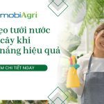 tuoi-nuoc-cho-cay-khi-troi-nang-1