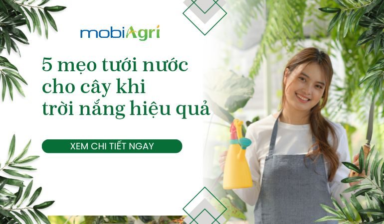 tuoi-nuoc-cho-cay-khi-troi-nang-1