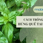 Cách trồng cây húng quế tại nhà-1