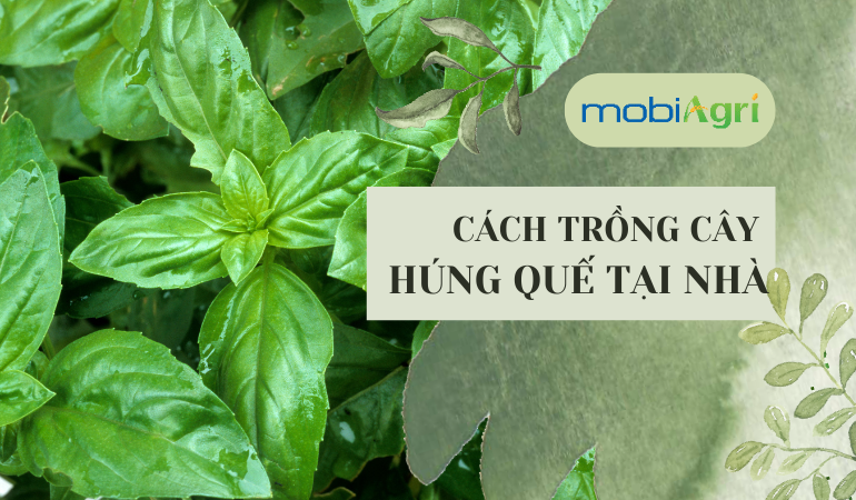 Cách trồng cây húng quế tại nhà-1