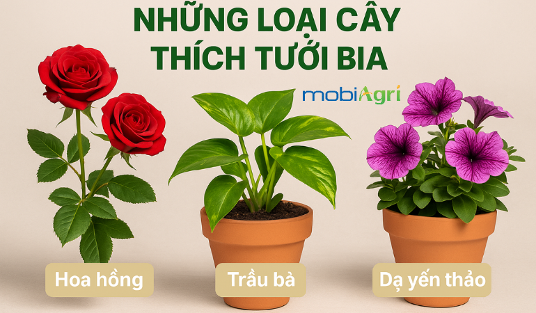 TUOI-BIA-CHO-CAY-2