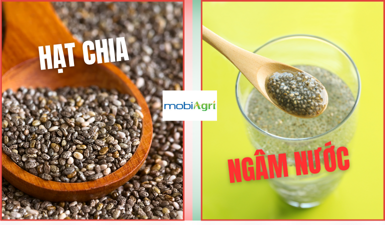 cach-trong-hat-chia-lay-hat-1