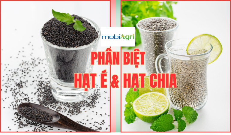 cach-trong-hat-chia-lay-hat-3