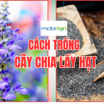 cach-trong-hat-chia-lay-hat-7