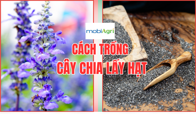 cach-trong-hat-chia-lay-hat-7