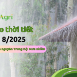 du-bao-thoi-tiet-thang-8-2025-2