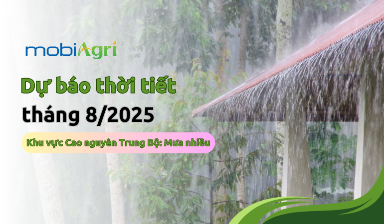 du-bao-thoi-tiet-thang-8-2025-2