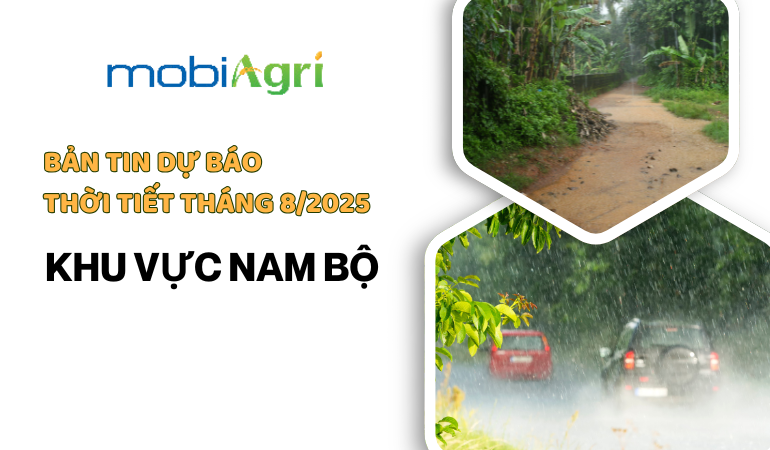 du-bao-thoi-tiet-thang-8-2025-5