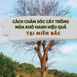 Cách chăm sóc cây trồng mùa khô hanh 1