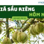 Gia-sau-rieng-hom-nay-5-8-2025